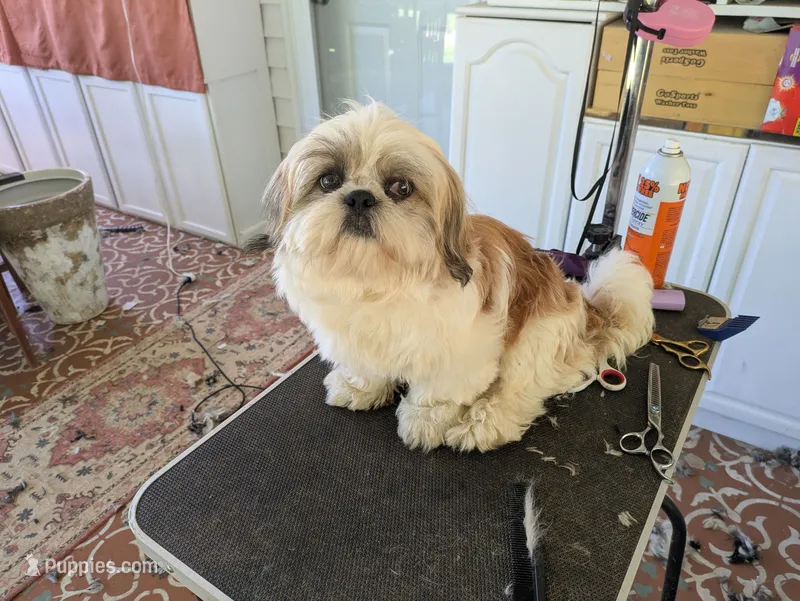 Max – Shih Tzu puppy for sale in Clyde, NC