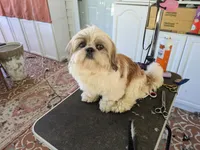 Max, a male Shih Tzu for sale in Clyde, NC – 3 of 3