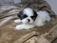 Benny, a male Shih Tzu for sale in Clyde, NC – Photo 5 of 6