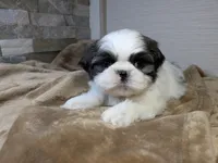 Benny, a male Shih Tzu for sale in Clyde, NC – Photo 4 of 6