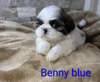 Benny, a male Shih Tzu for sale in Clyde, NC – Photo 3 of 6