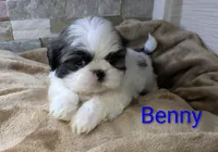 Benny, a male Shih Tzu for sale in Clyde, NC – Photo 2 of 6