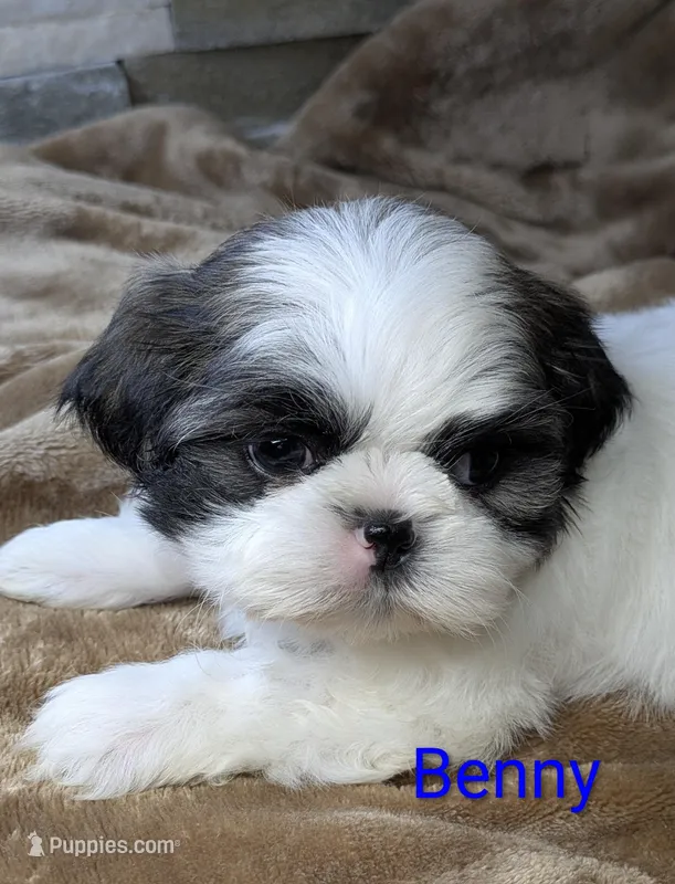 Benny – Shih Tzu puppy for sale in Clyde, NC