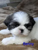 Benny, a male Shih Tzu for sale in Clyde, NC – Photo 1 of 6