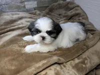 Benny, a male Shih Tzu for sale in Clyde, NC – Photo 6 of 6