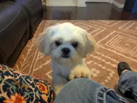 Honey, a female Shih Tzu for sale in Clyde, NC – 2 of 5