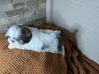 Flynn, a male Shih Tzu for sale in Clyde, NC – Photo 2 of 5