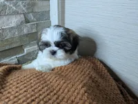 Flynn, a male Shih Tzu for sale in Clyde, NC – Photo 5 of 5