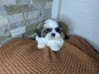 Flynn, a male Shih Tzu for sale in Clyde, NC – Photo 4 of 5