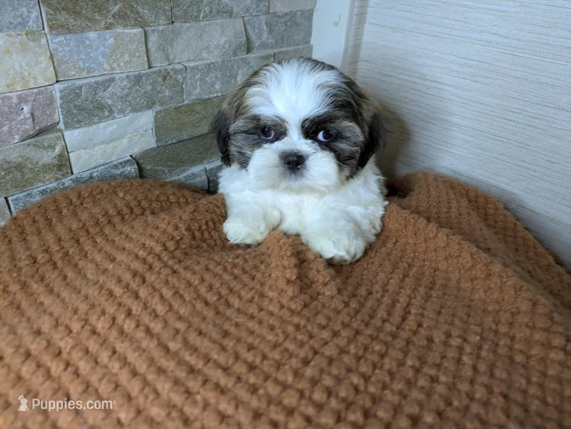 Flynn – Shih Tzu puppy for sale in Clyde, NC