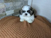 Flynn, a male Shih Tzu for sale in Clyde, NC – Photo 1 of 5