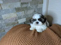 Flynn, a male Shih Tzu for sale in Clyde, NC – Photo 3 of 5