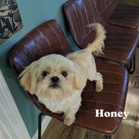 Honey, a female Shih Tzu for sale in Clyde, NC – 5 of 5