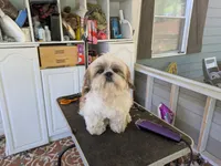 Max, a male Shih Tzu for sale in Clyde, NC – 1 of 3