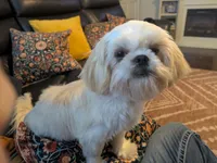 Honey, a female Shih Tzu for sale in Clyde, NC – 4 of 5