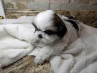 Marshall, a male Shih Tzu for sale in Clyde, NC – Photo 3 of 3