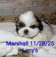 Marshall, a male Shih Tzu for sale in Clyde, NC – Photo 2 of 3