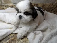 Marshall, a male Shih Tzu for sale in Clyde, NC – Photo 1 of 3