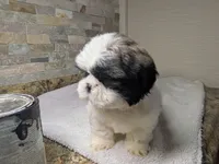 Axel, a male Shih Tzu for sale in Clyde, NC – Photo 3 of 3