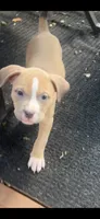 Daphne, a male American Bully and American Pit Bull Terrier for sale in Upper Marlboro, MD – 1 of 1