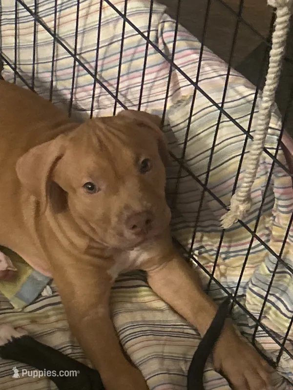 Chunk – American Bully, American Pit Bull Terrier puppy for sale in Upper Marlboro, MD