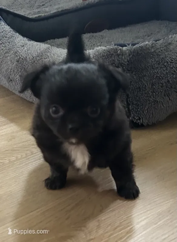 Maxi – Chihuahua puppy for sale in Chickamauga, GA