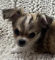 Cody, a male Chihuahua for sale in Chickamauga, GA – Photo 1 of 2