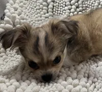 Cody, a male Chihuahua for sale in Chickamauga, GA – Photo 2 of 2