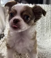 Toby, a male Chihuahua for sale in Chickamauga, GA – Photo 3 of 4