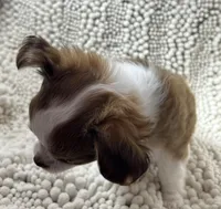 Toby, a male Chihuahua for sale in Chickamauga, GA – Photo 4 of 4