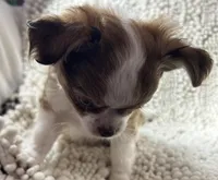 Toby, a male Chihuahua for sale in Chickamauga, GA – Photo 2 of 4