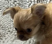 Bodie , a male Chihuahua for sale in Chickamauga, GA – Photo 2 of 9