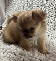 Bodie , a male Chihuahua for sale in Chickamauga, GA – Photo 6 of 9