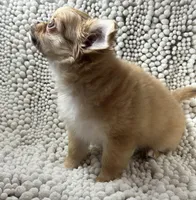 Bodie , a male Chihuahua for sale in Chickamauga, GA – Photo 4 of 9