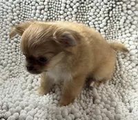 Bodie , a male Chihuahua for sale in Chickamauga, GA – Photo 5 of 9