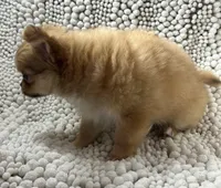 Bodie , a male Chihuahua for sale in Chickamauga, GA – Photo 7 of 9