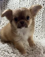 Bodie , a male Chihuahua for sale in Chickamauga, GA – Photo 1 of 9