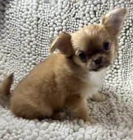 Bodie , a male Chihuahua for sale in Chickamauga, GA – Photo 9 of 9