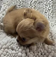 Bodie , a male Chihuahua for sale in Chickamauga, GA – Photo 3 of 9