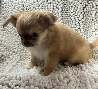 Bodie , a male Chihuahua for sale in Chickamauga, GA – Photo 8 of 9