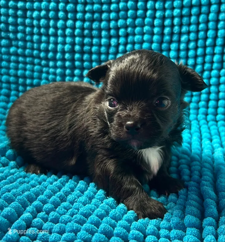 Maxi – Chihuahua puppy for sale in Chickamauga, GA