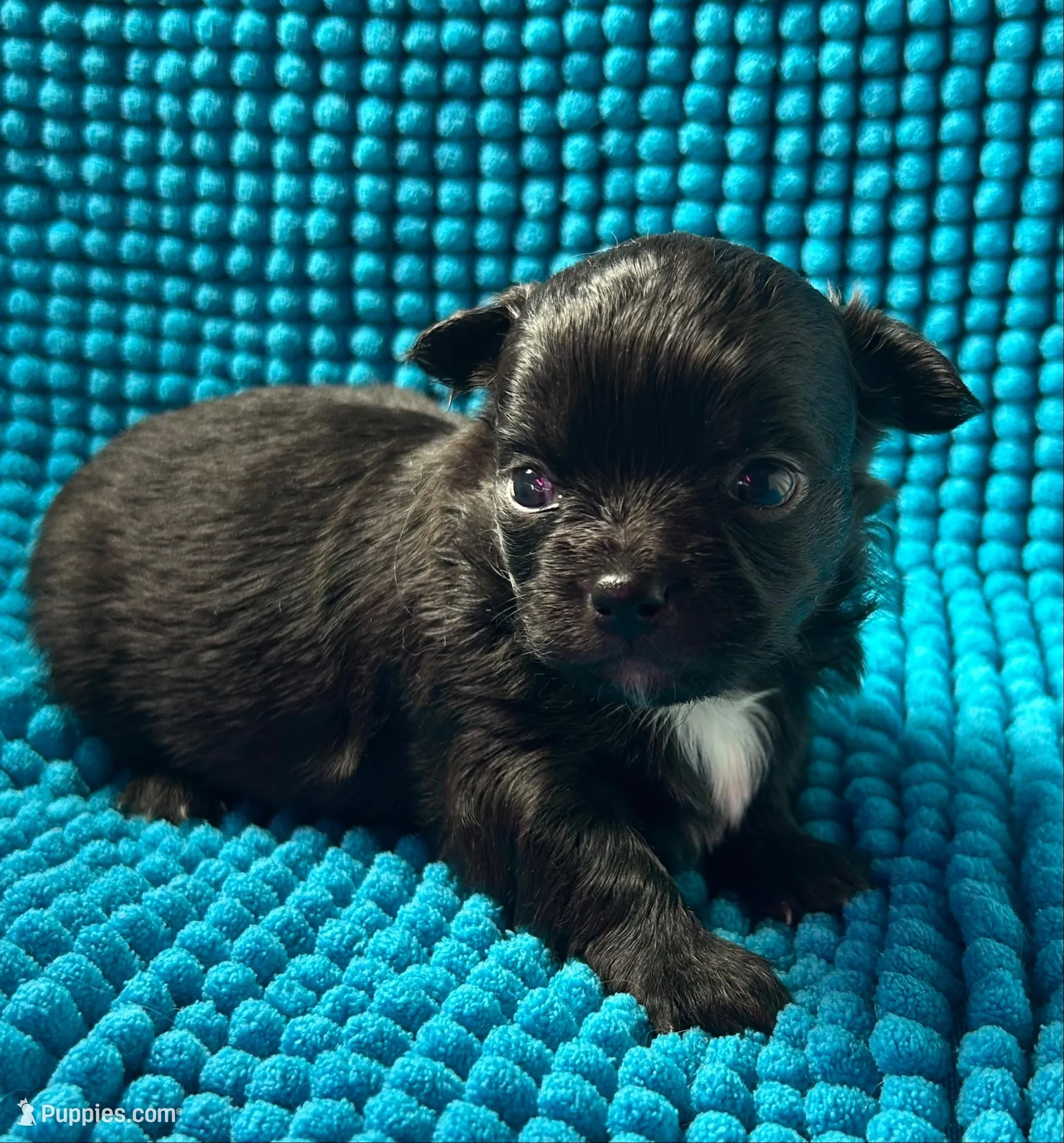 Maxi, a male Chihuahua for sale in Chickamauga, GA – Photo 1 of 3