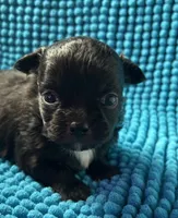 Maxi, a male Chihuahua for sale in Chickamauga, GA – Photo 2 of 3