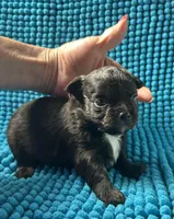 Maxi, a male Chihuahua for sale in Chickamauga, GA – Photo 3 of 3