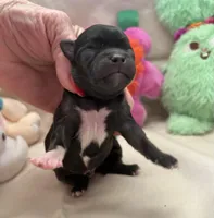 Patti, a female Chihuahua for sale in Chickamauga, GA – Photo 2 of 5