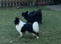 Patti, a female Chihuahua for sale in Chickamauga, GA – Photo 5 of 5