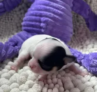 Lacey, a female Chihuahua for sale in Chickamauga, GA – Photo 1 of 5