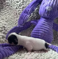 Lacey, a female Chihuahua for sale in Chickamauga, GA – Photo 4 of 5