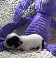 Lacey, a female Chihuahua for sale in Chickamauga, GA – Photo 2 of 5