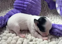 Lacey, a female Chihuahua for sale in Chickamauga, GA – Photo 5 of 5